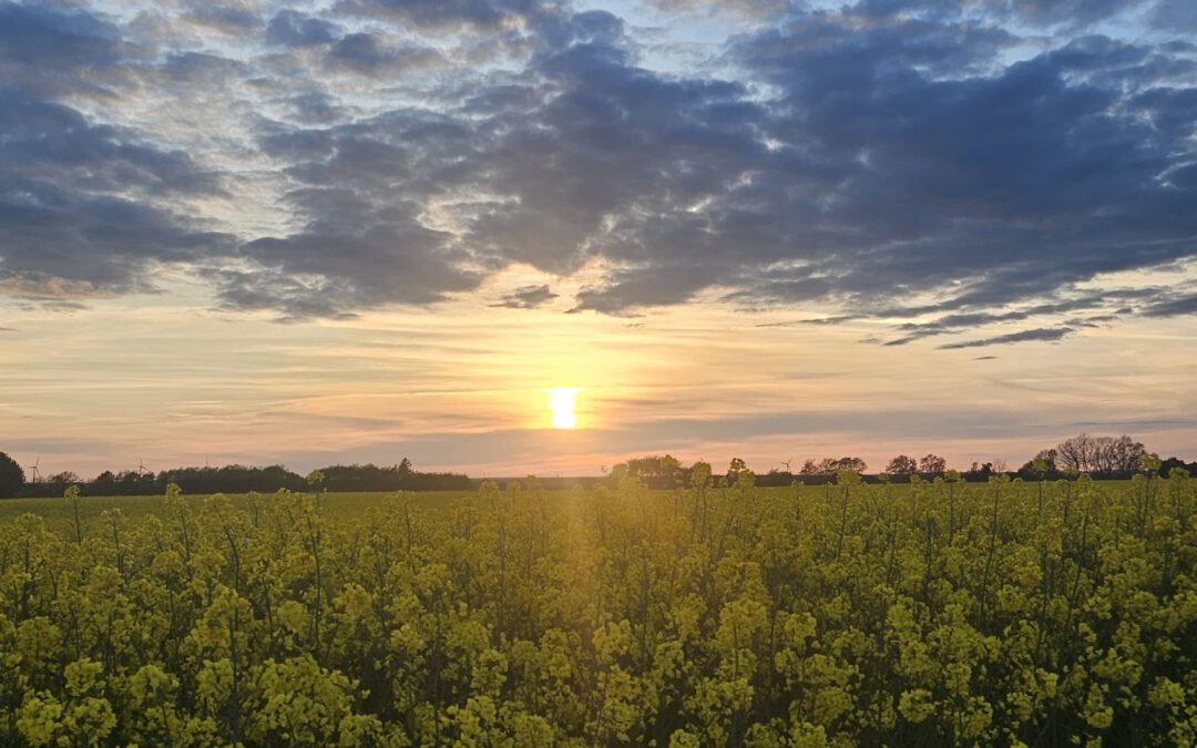 Rapsfeld
