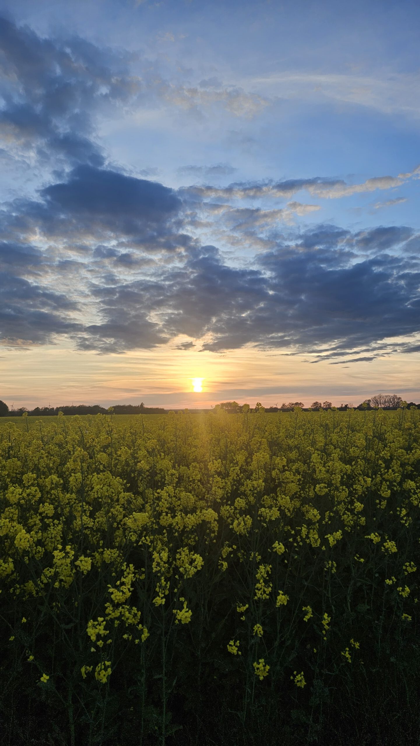 Rapsfeld