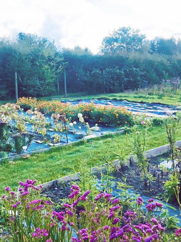 Schulgarten mit Stauden