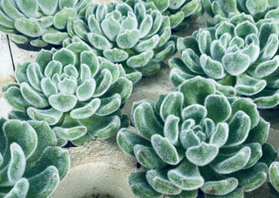 mehrere Succulenten in Multi-Topfplatte