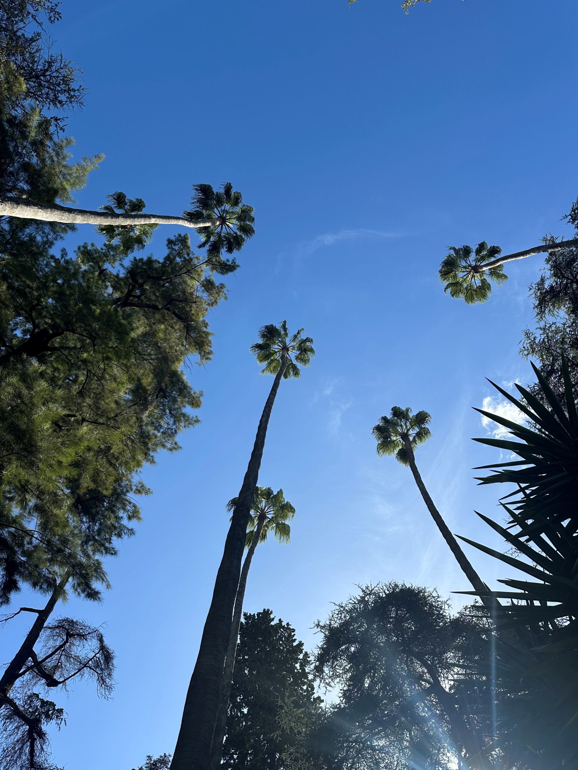 Palmen Blauer Himmel